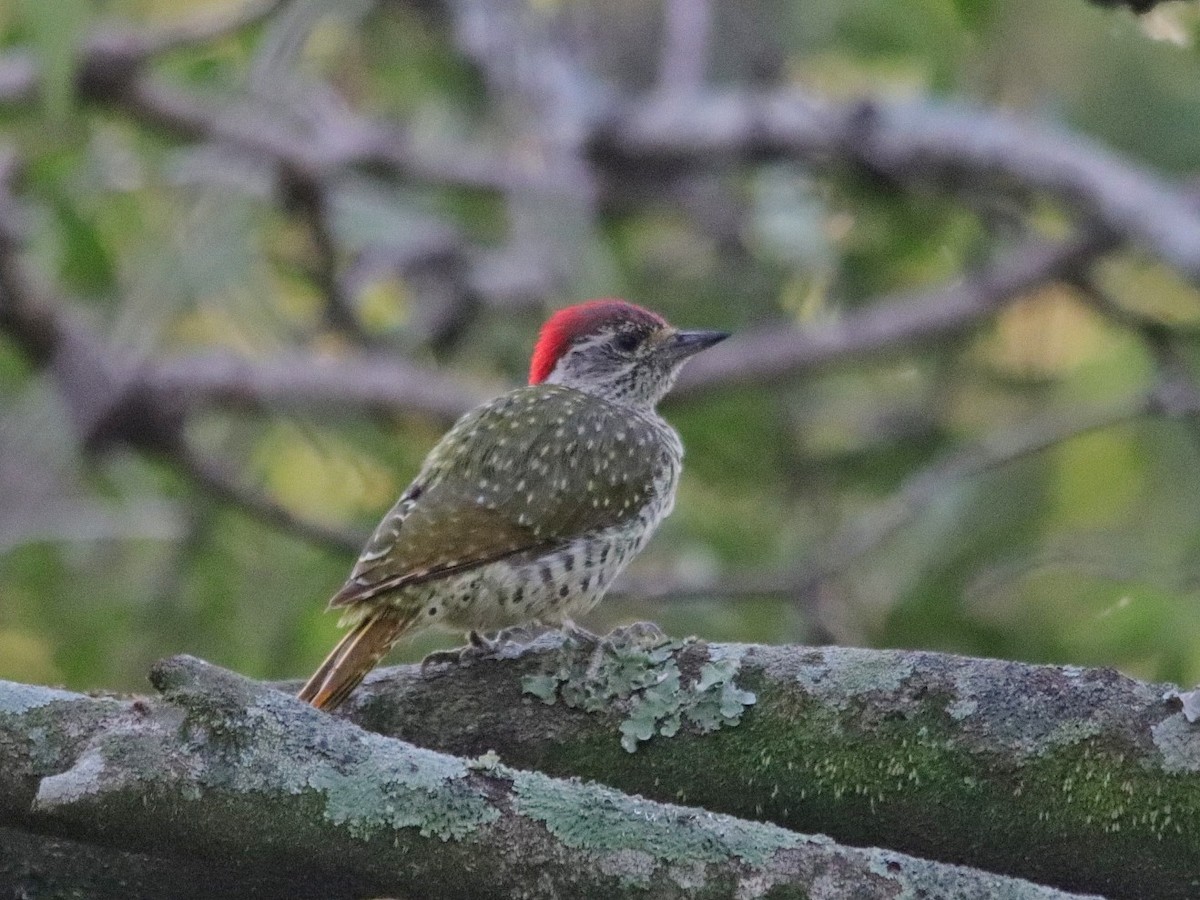 Green-backed Woodpecker - Mustafa Adamjee