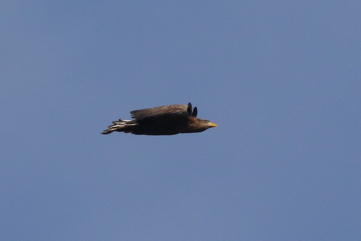 White-tailed Eagle - ML549703391