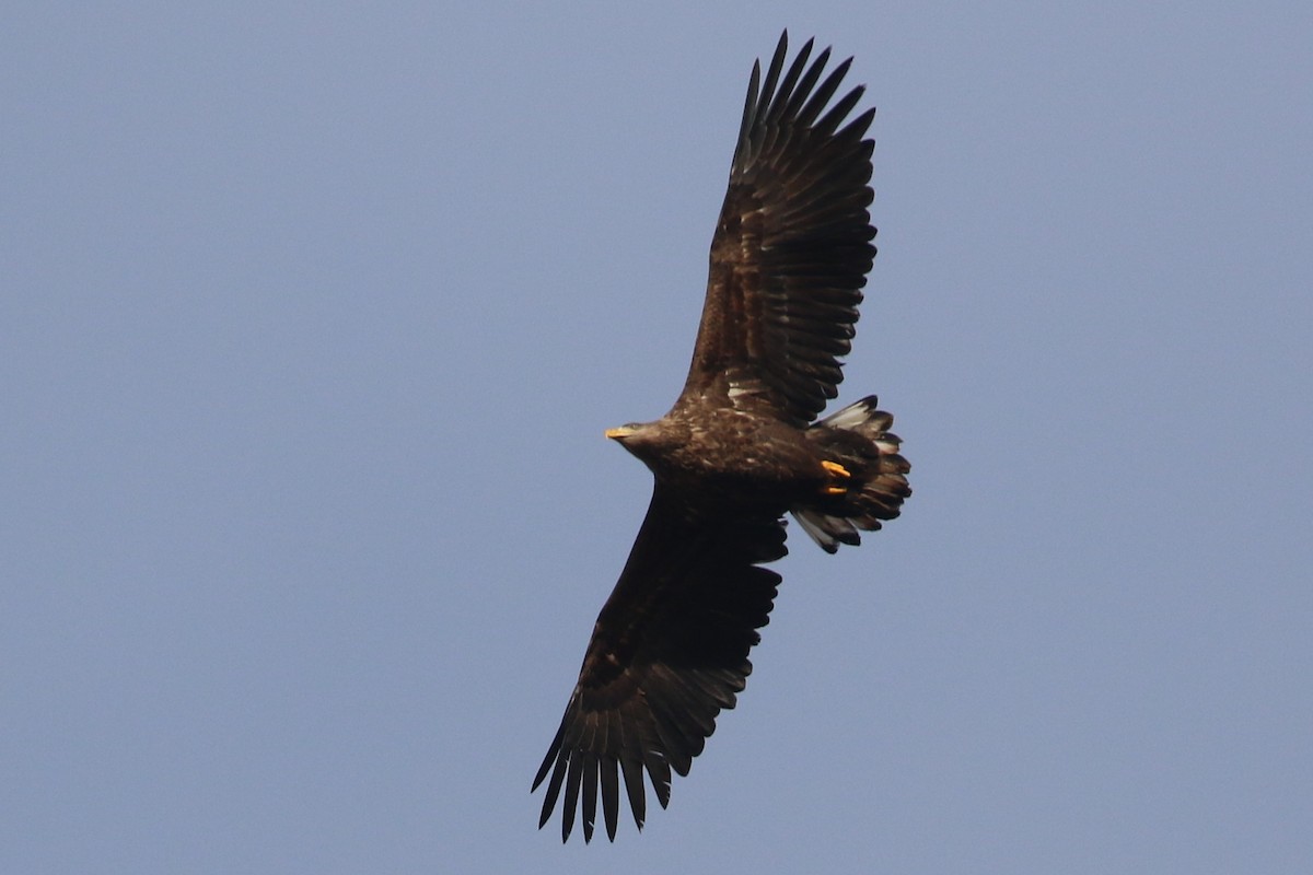 White-tailed Eagle - ML549703401