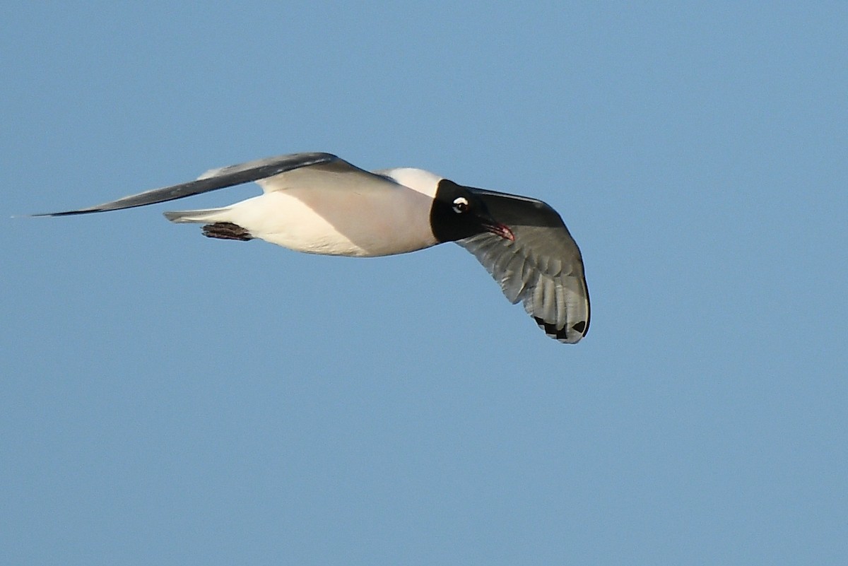 Franklin's Gull - Dan Brown