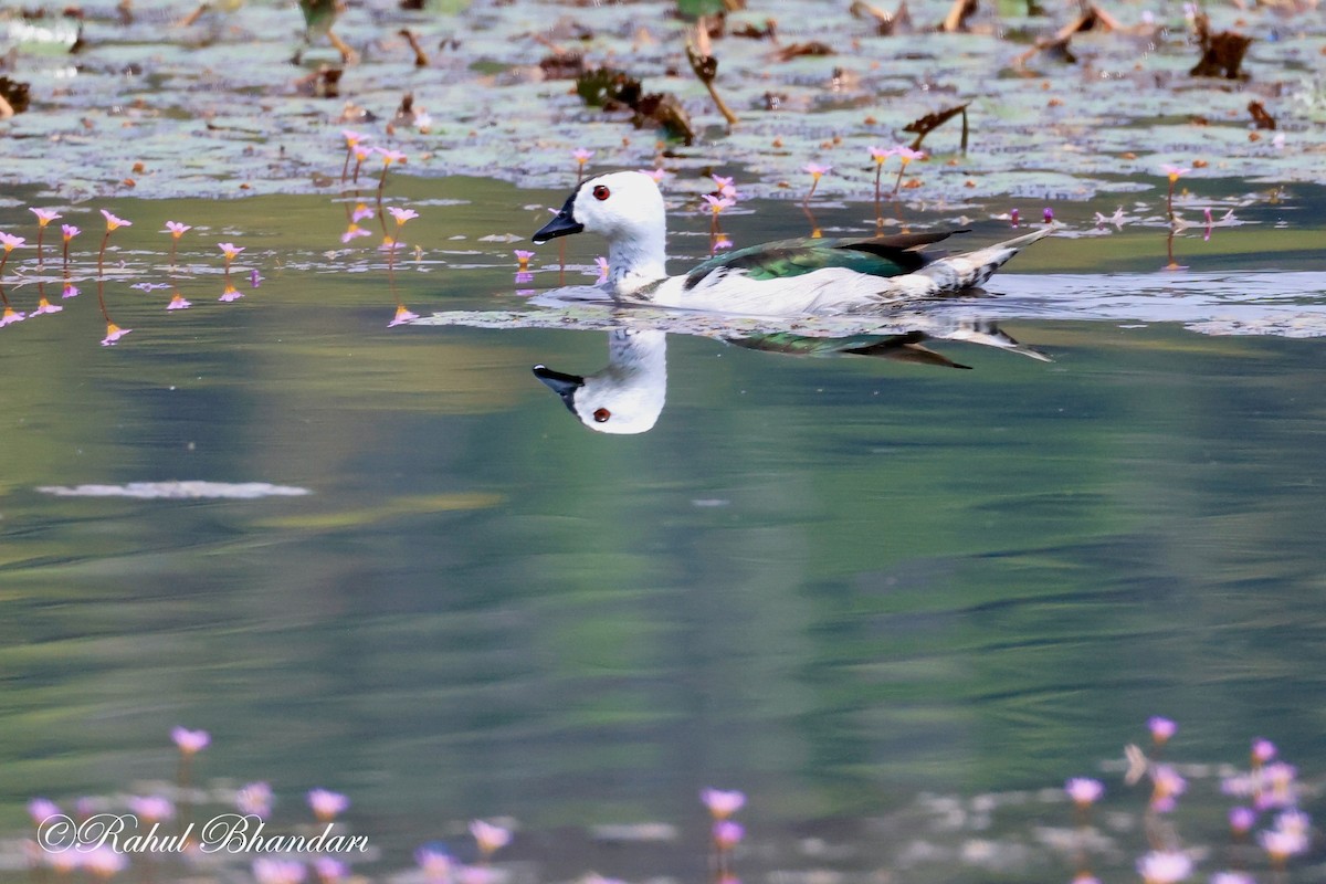 eBird Checklist - 14 Mar 2023 - Meppadi - 18 species