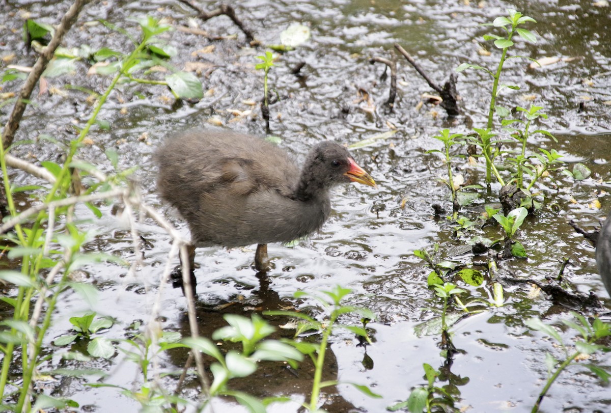 Dusky Moorhen - Max Weatherall