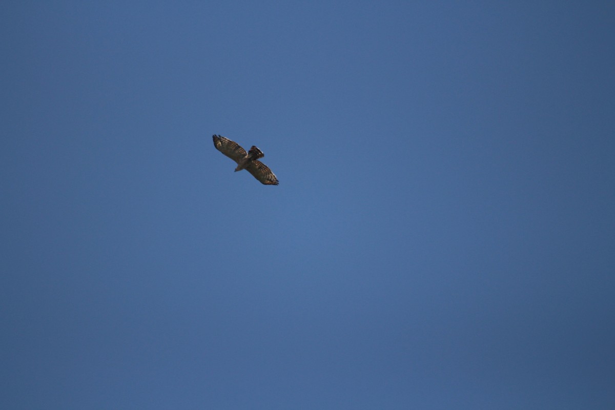 Common Buzzard - ML549705641