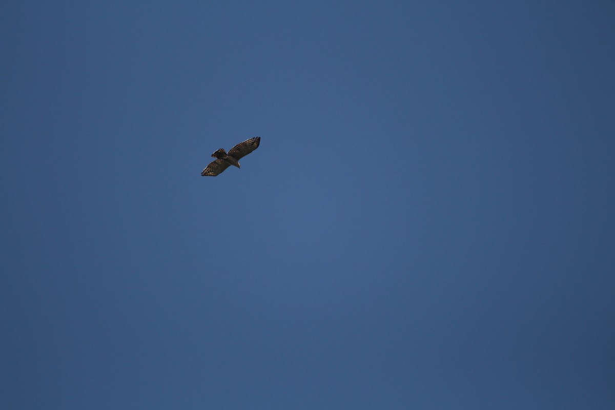 Common Buzzard - ML549705651