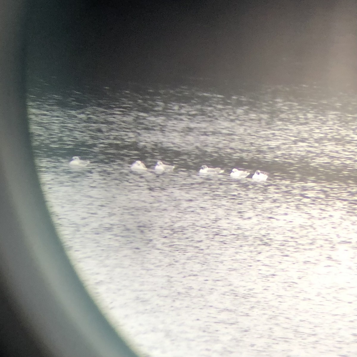 Bonaparte's Gull - ML549709111