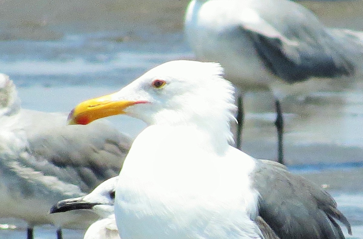 Kelp x Herring Gull (hybrid) - ML54970951