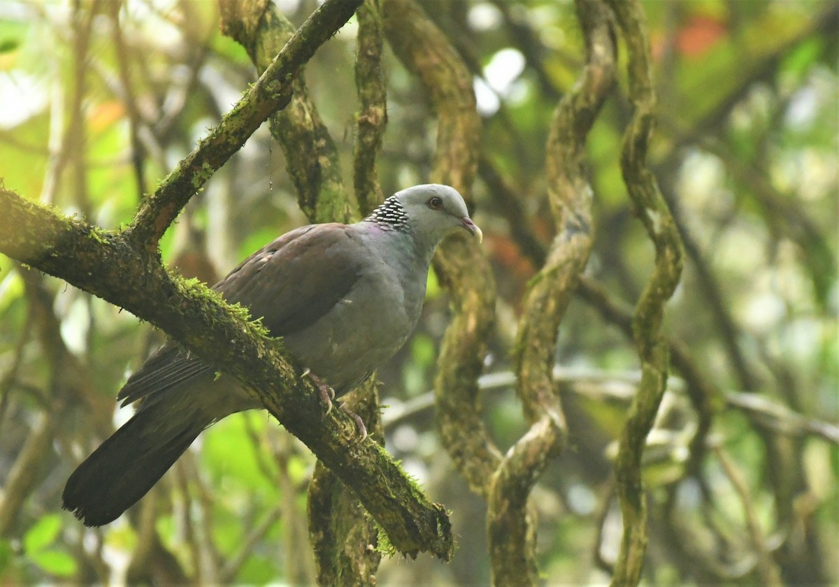 Nilgiri Wood-Pigeon - ML549709551