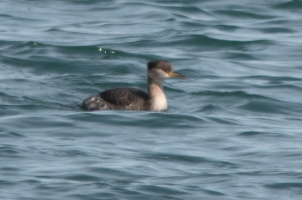 Red-necked Grebe - Mitch (Michel) Doucet