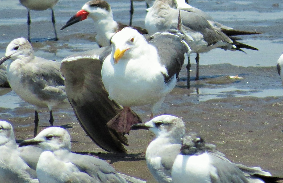 Kelp x Herring Gull (hybrid) - ML54970971