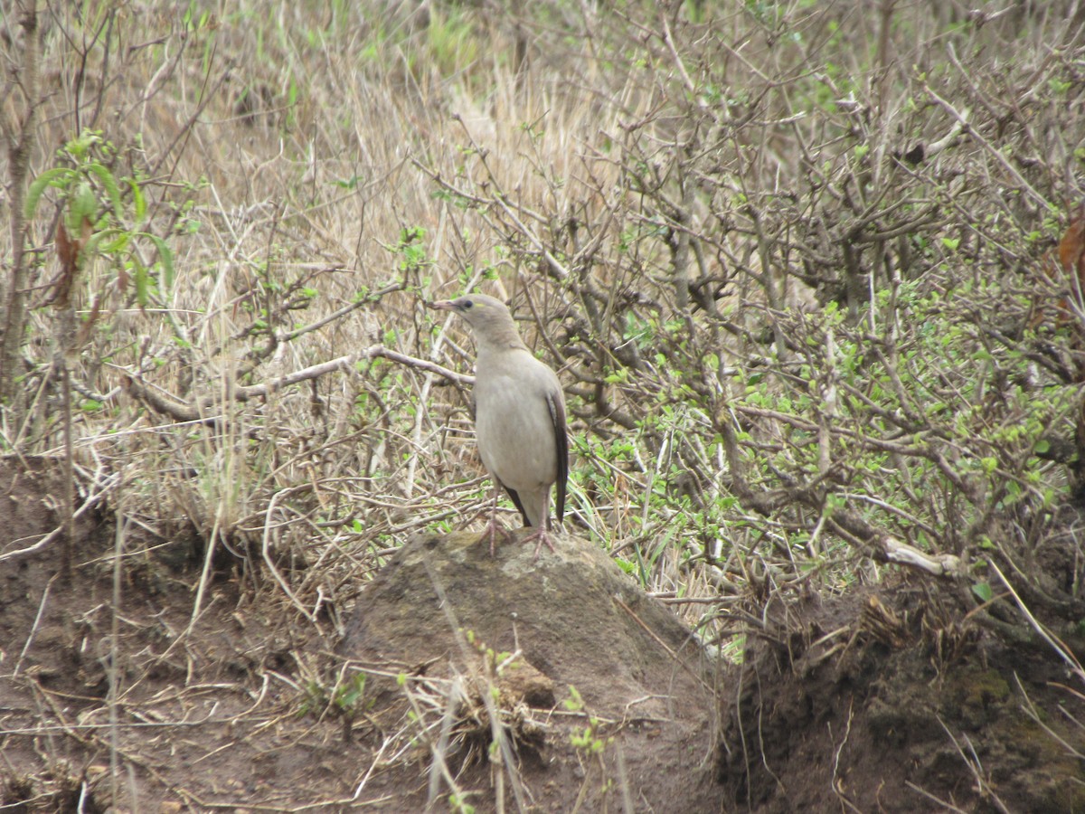 Wattled Starling - Kathleen Jean-Pierre