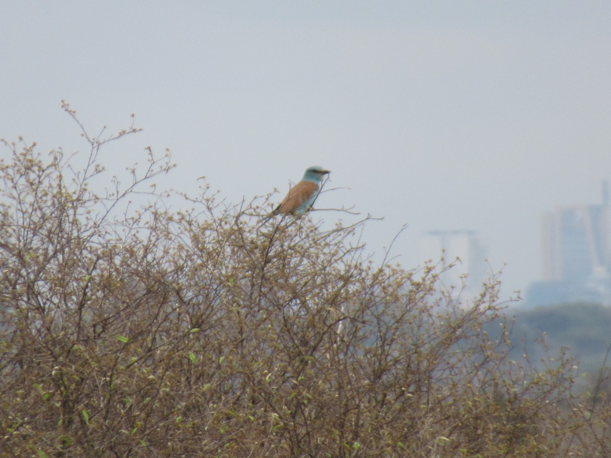 European Roller - Kathleen Jean-Pierre