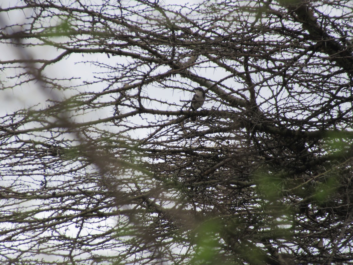 Northern Pied-Babbler - ML549711671