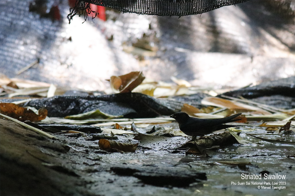 Eastern Red-rumped Swallow (Striated) - ML549711901