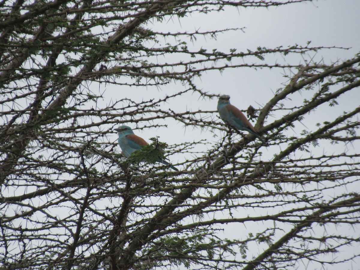 European Roller - Kathleen Jean-Pierre