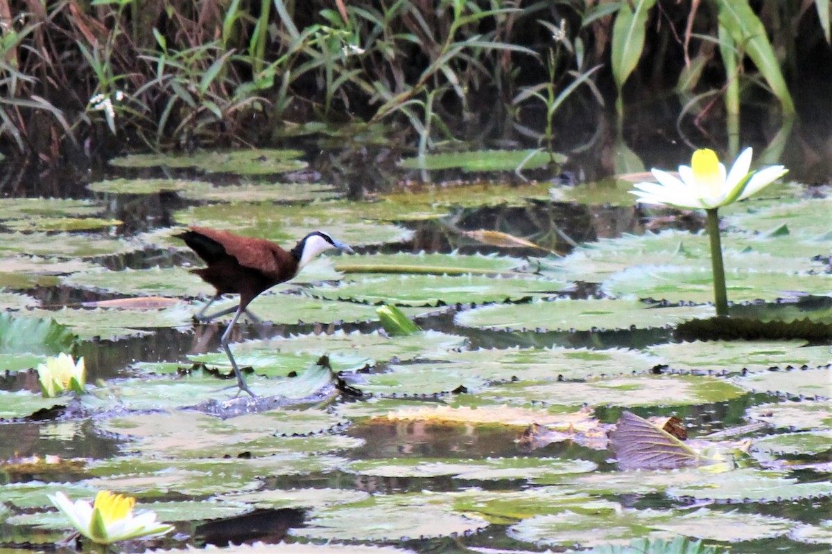 Jacana à poitrine dorée - ML549712081