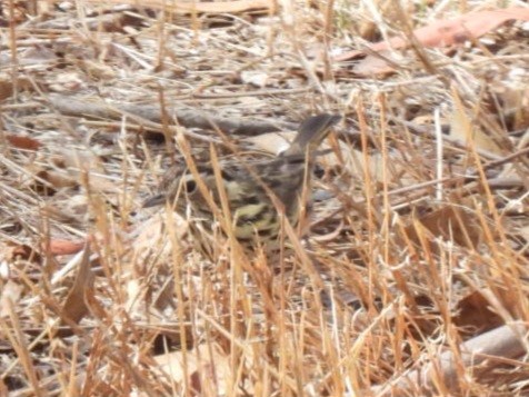 Speckled Warbler - ML549712741