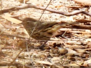 Speckled Warbler - ML549712751