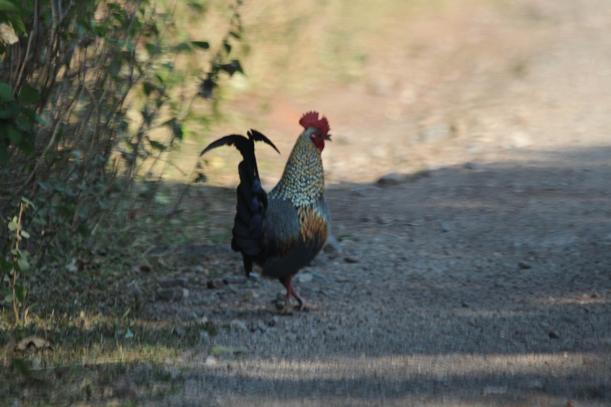 Gray Junglefowl - ML549713461
