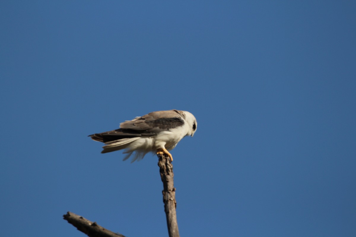 Black-winged Kite - ML549713631