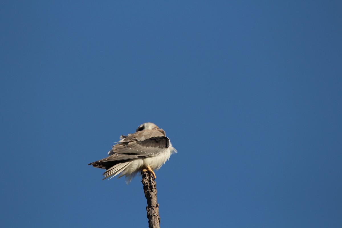 Black-winged Kite - ML549713641