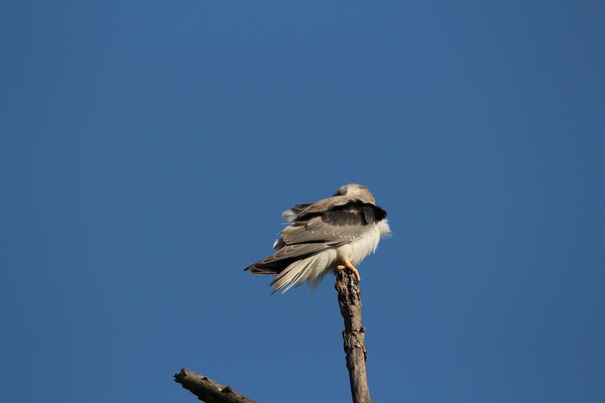 Black-winged Kite - ML549713651