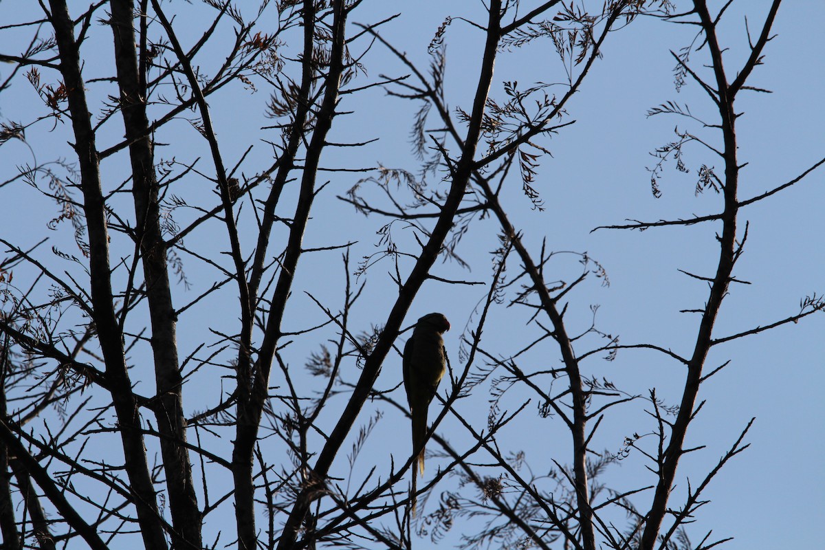 Malabar Parakeet - ML549713751