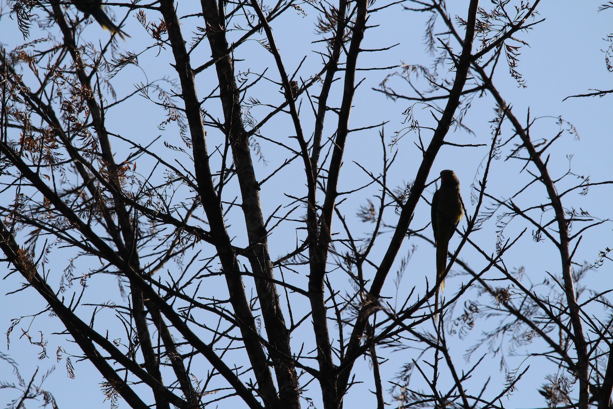 Malabar Parakeet - ML549713761