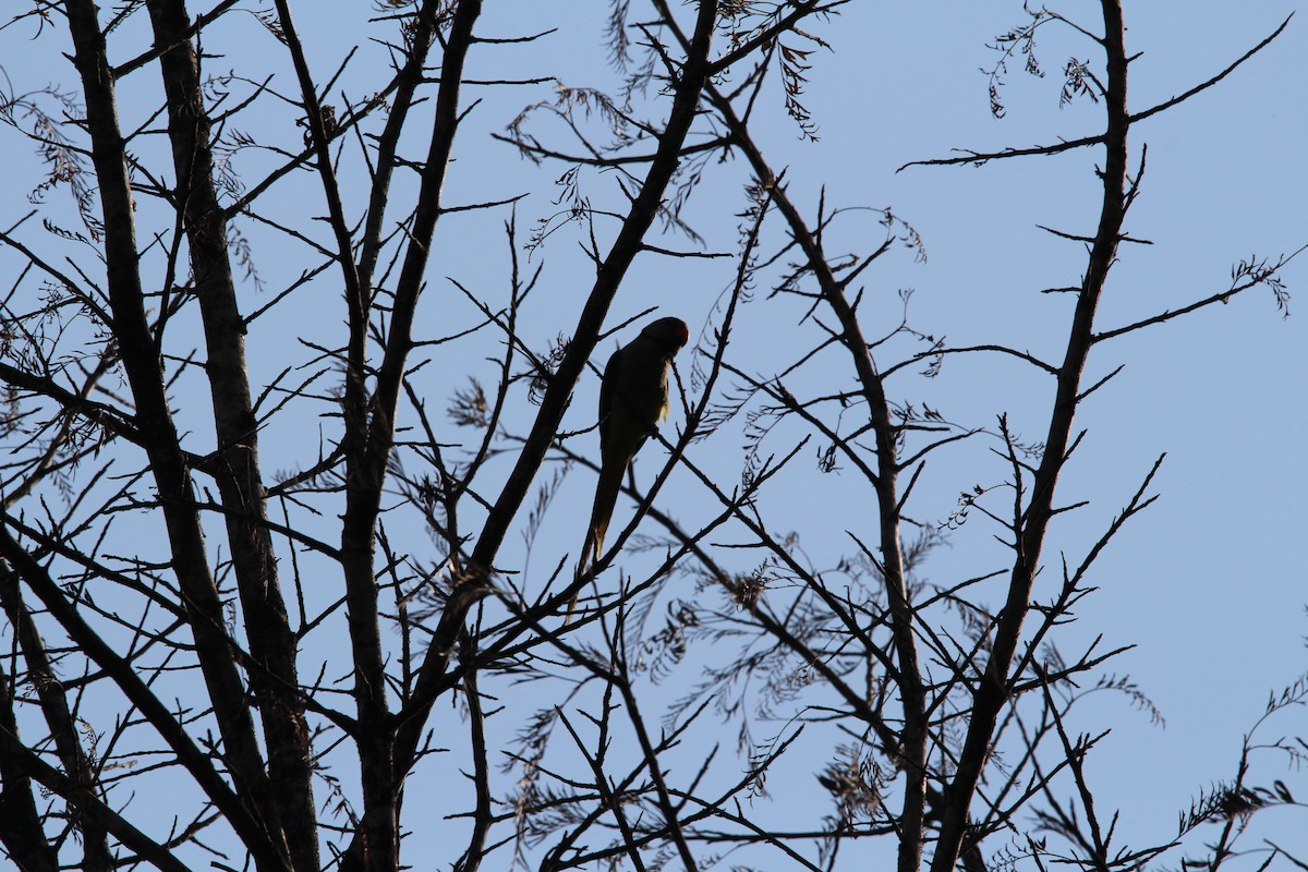 Malabar Parakeet - ML549713771
