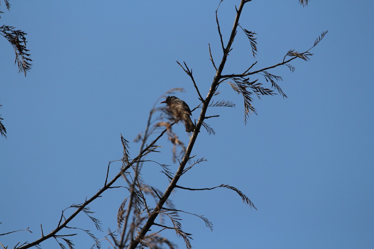 Square-tailed Bulbul - ML549713921