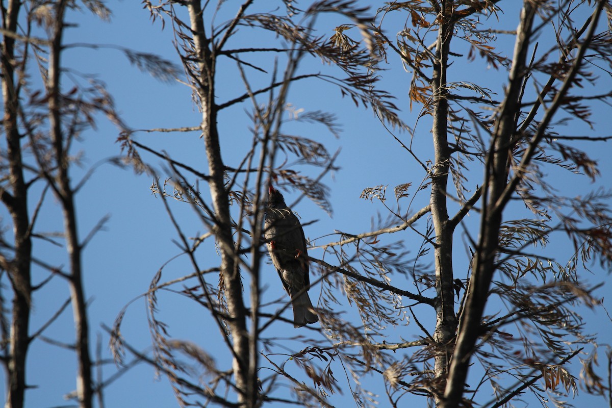 Square-tailed Bulbul - ML549713931
