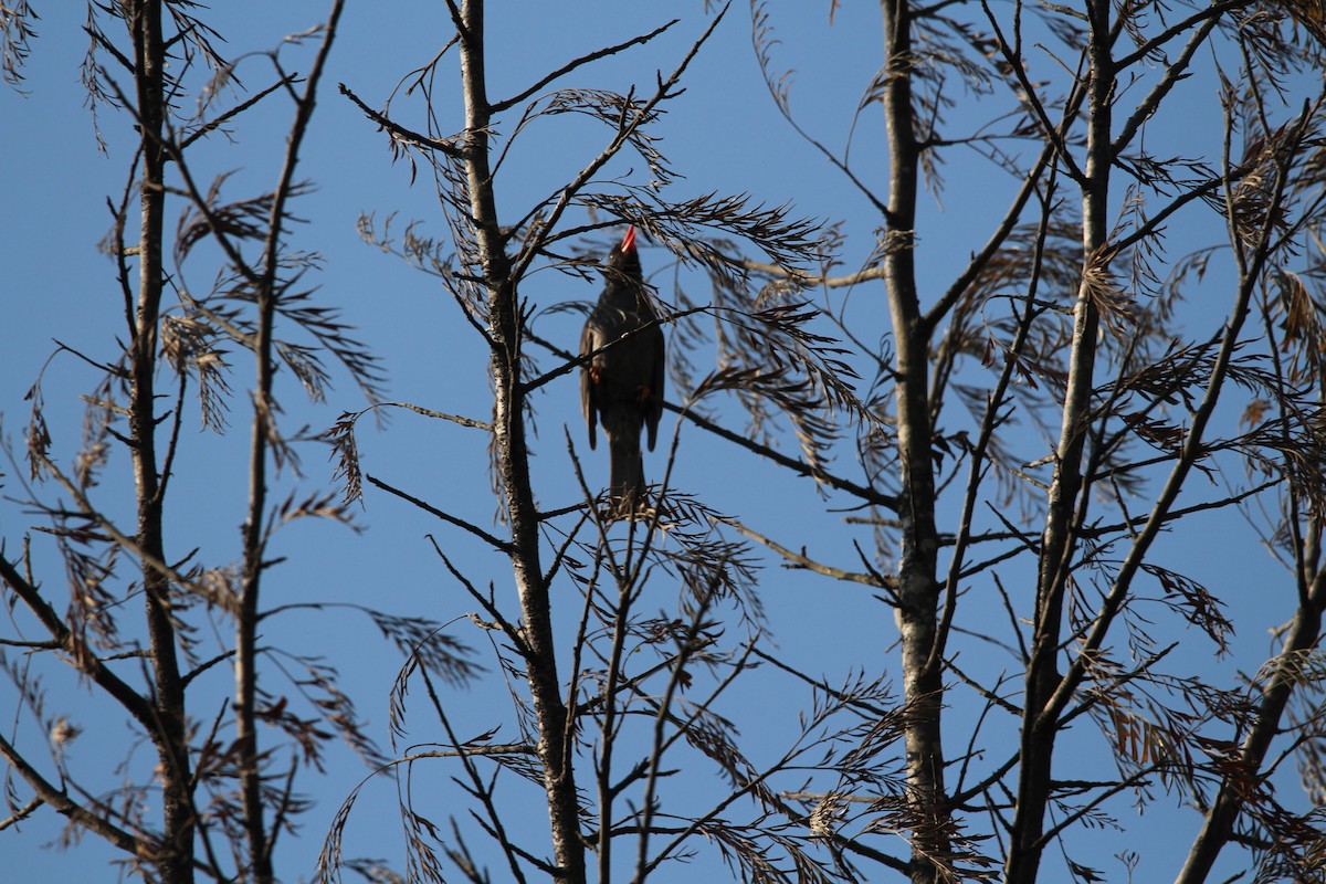 Square-tailed Bulbul - ML549713941