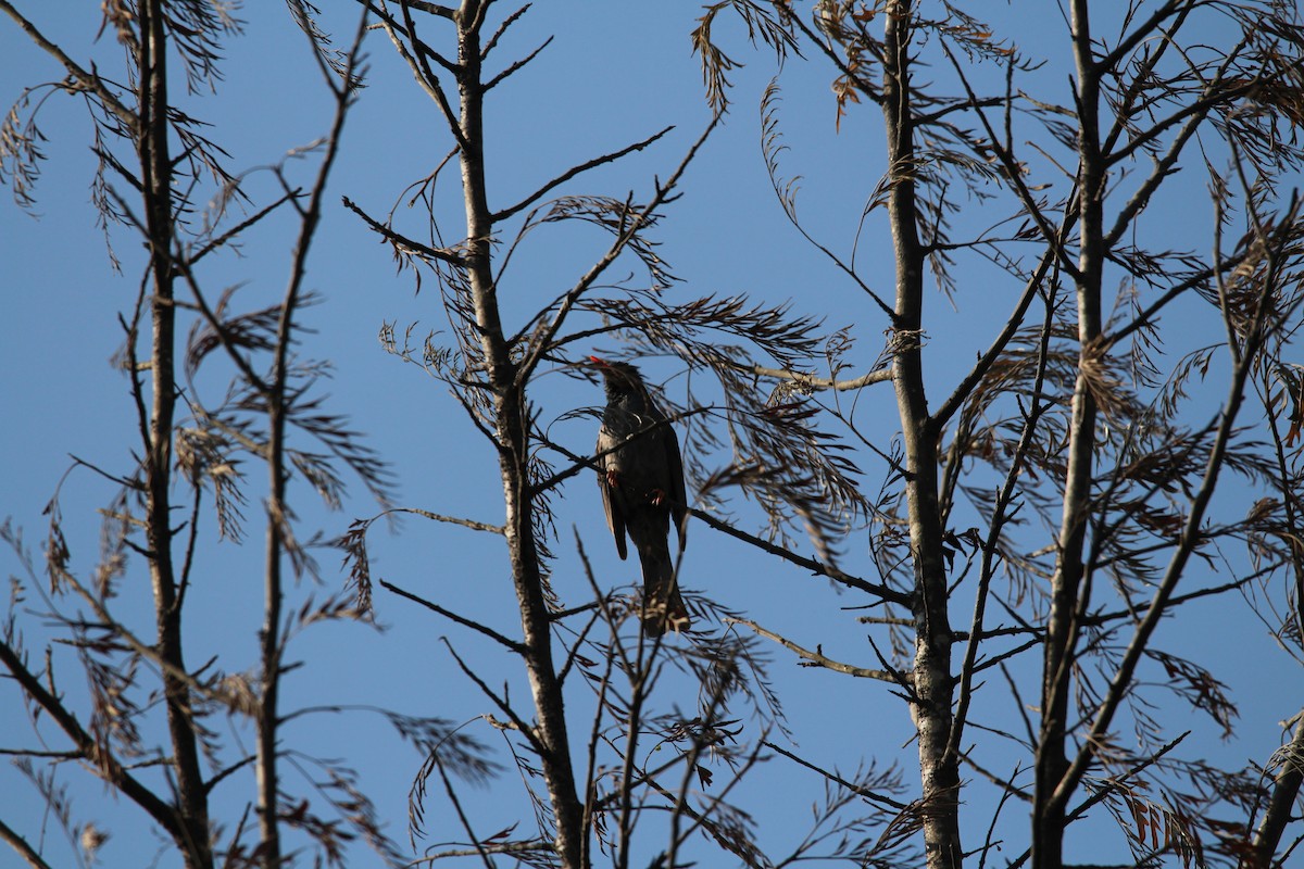 Square-tailed Bulbul - ML549713951
