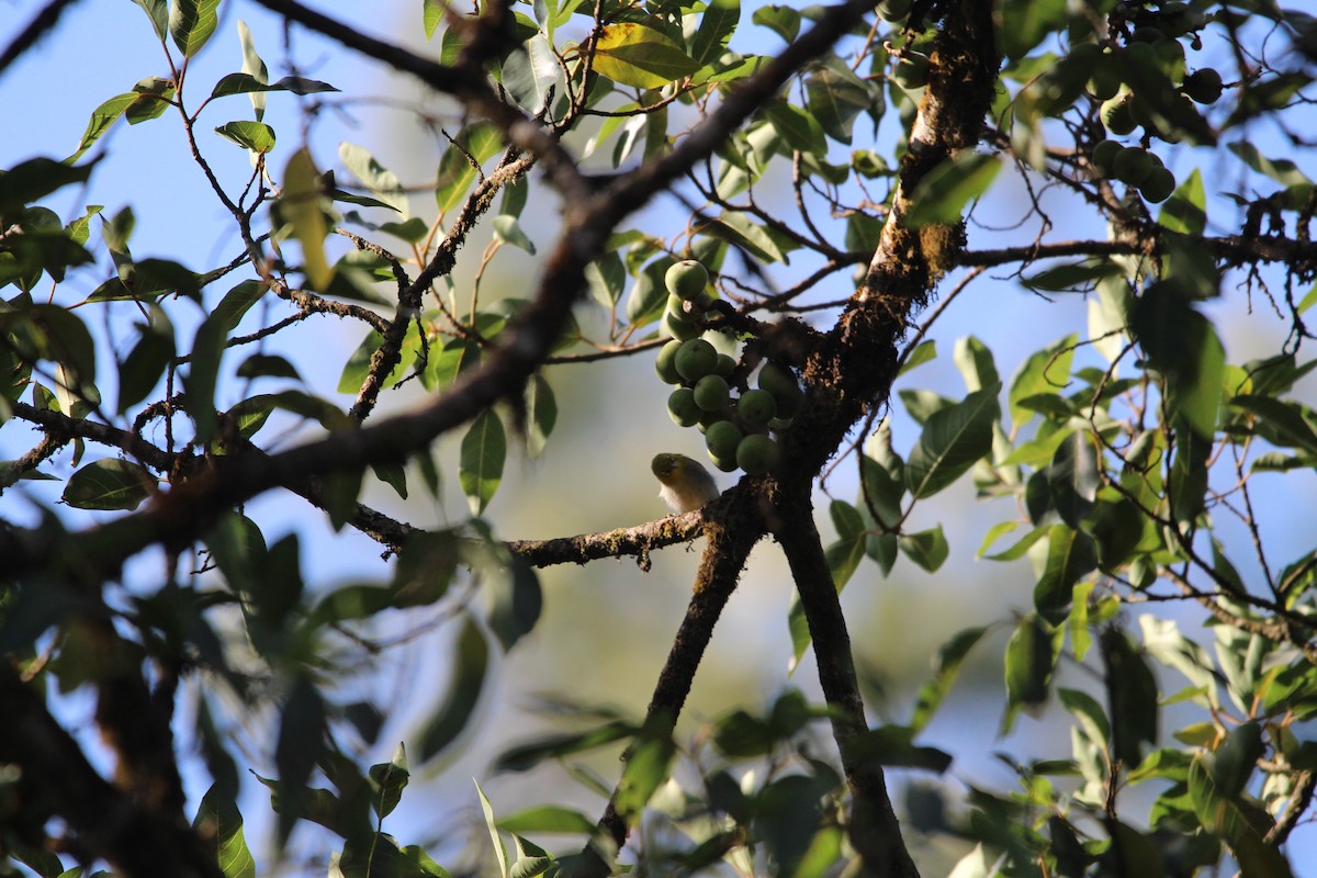 Indian White-eye - ML549714011