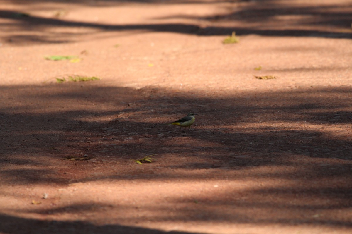 Gray Wagtail - ML549714121