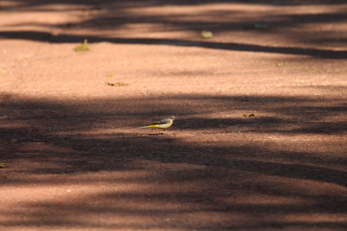 Gray Wagtail - ML549714131