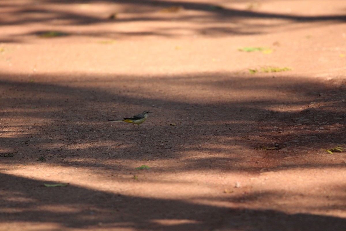 Gray Wagtail - ML549714141