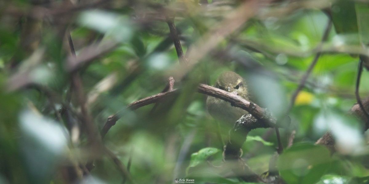 Pale-footed Bush Warbler - ML549714691