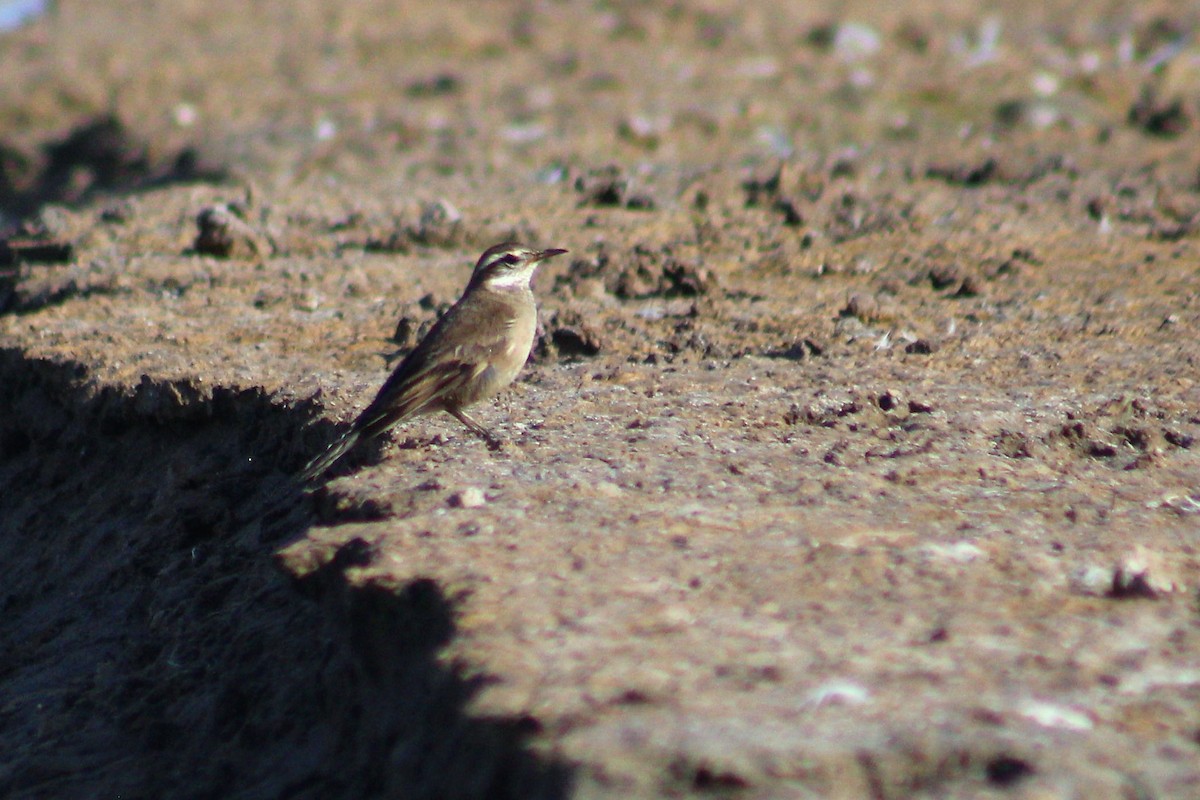 Buff-winged Cinclodes - ML54971591