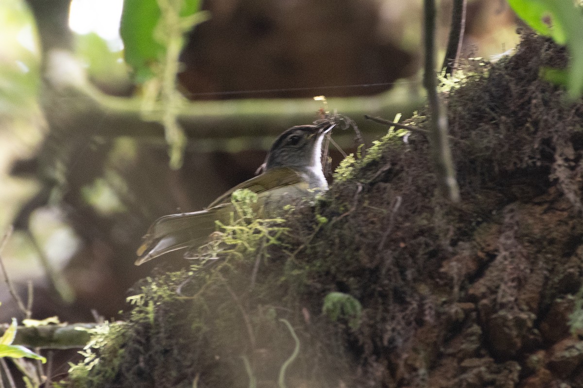 Eastern Mountain Greenbul (Mountain) - ML549716031