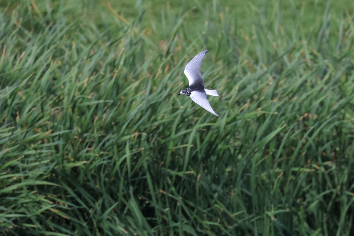 White-winged Tern - ML549718501