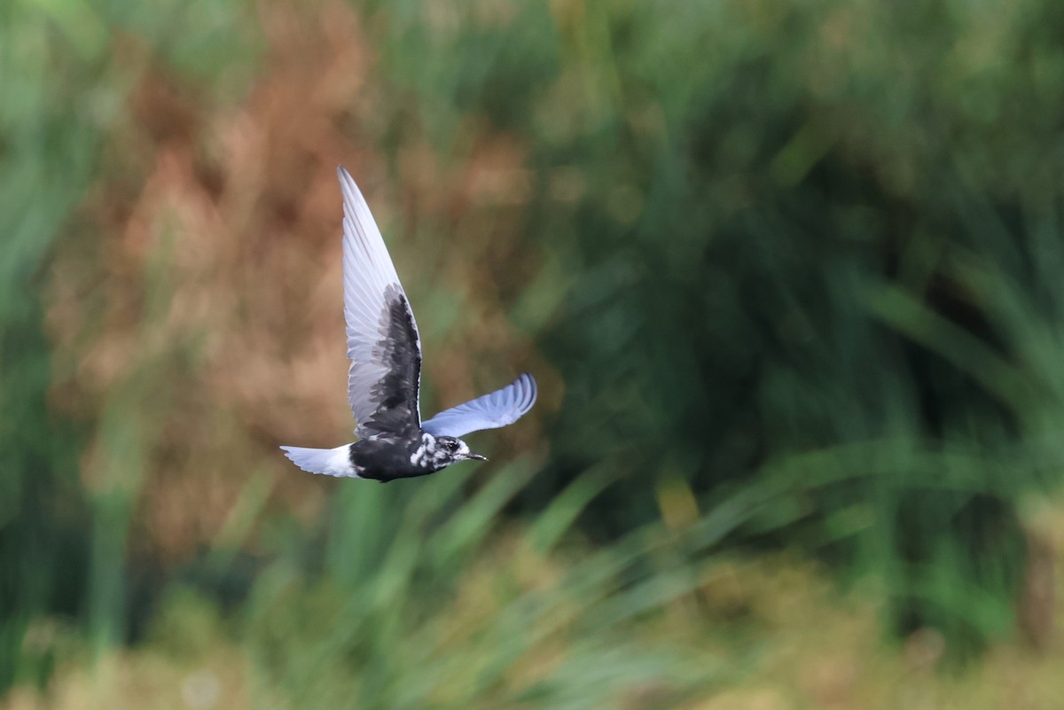 White-winged Tern - ML549718511