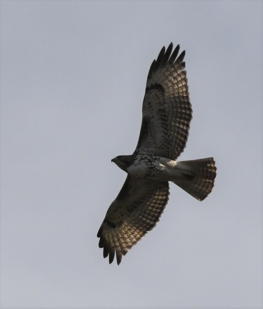 Red-tailed Hawk - ML549718831