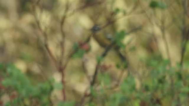 Cardinal à tête noire - ML549719861