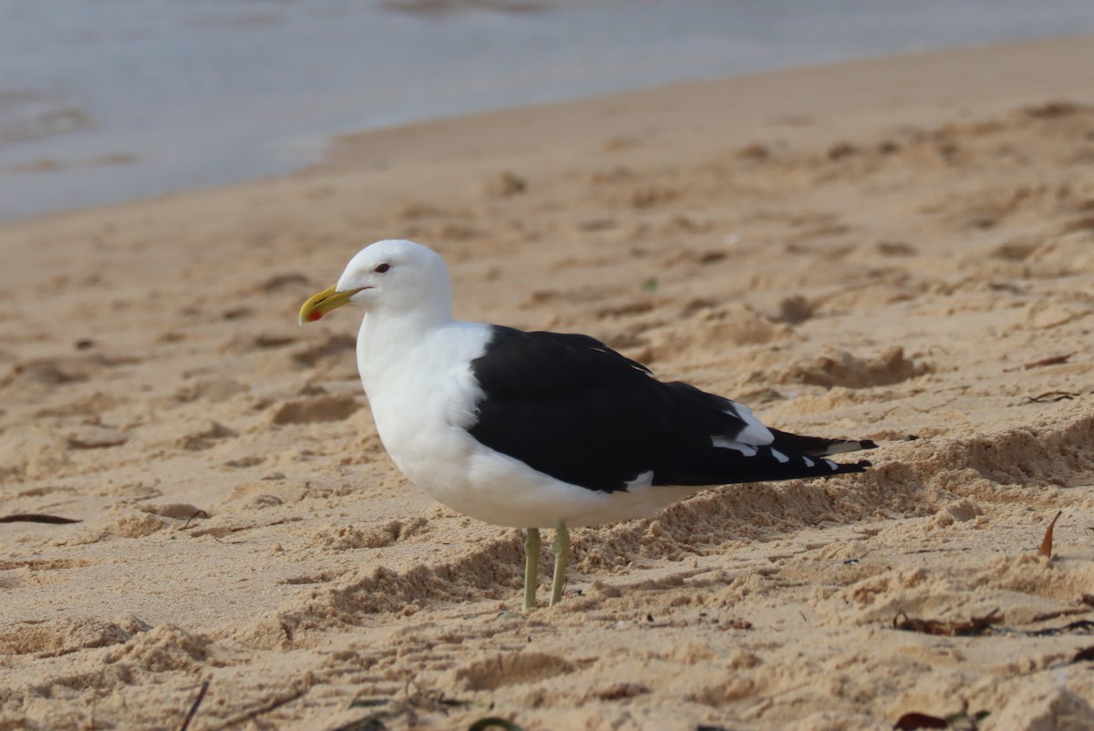 Kelp Gull - ML549720391