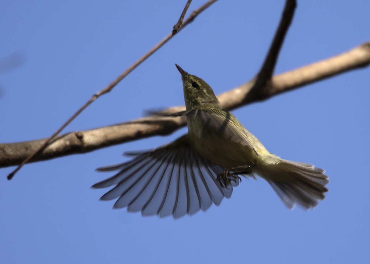 Green Warbler - Garima Bhatia