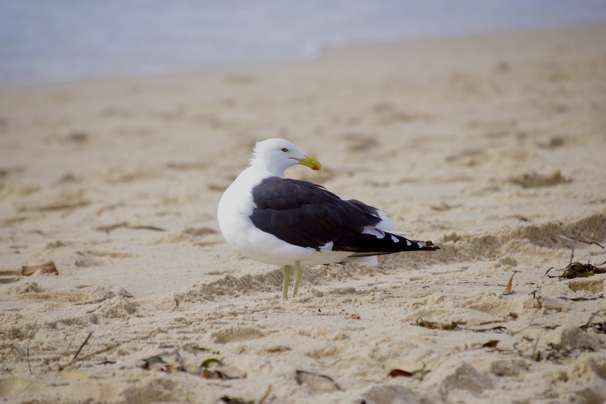 Kelp Gull - ML549720591