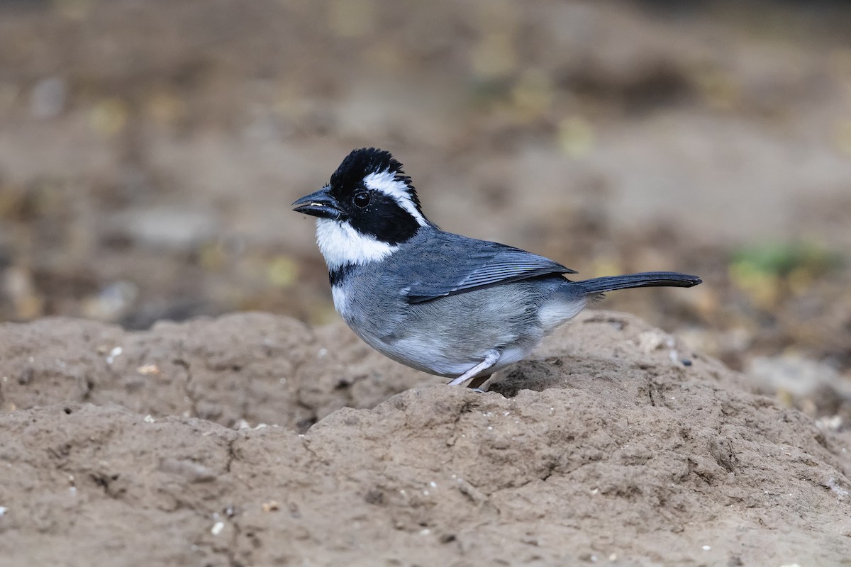 Black-capped Sparrow (Black-capped) - ML549720751