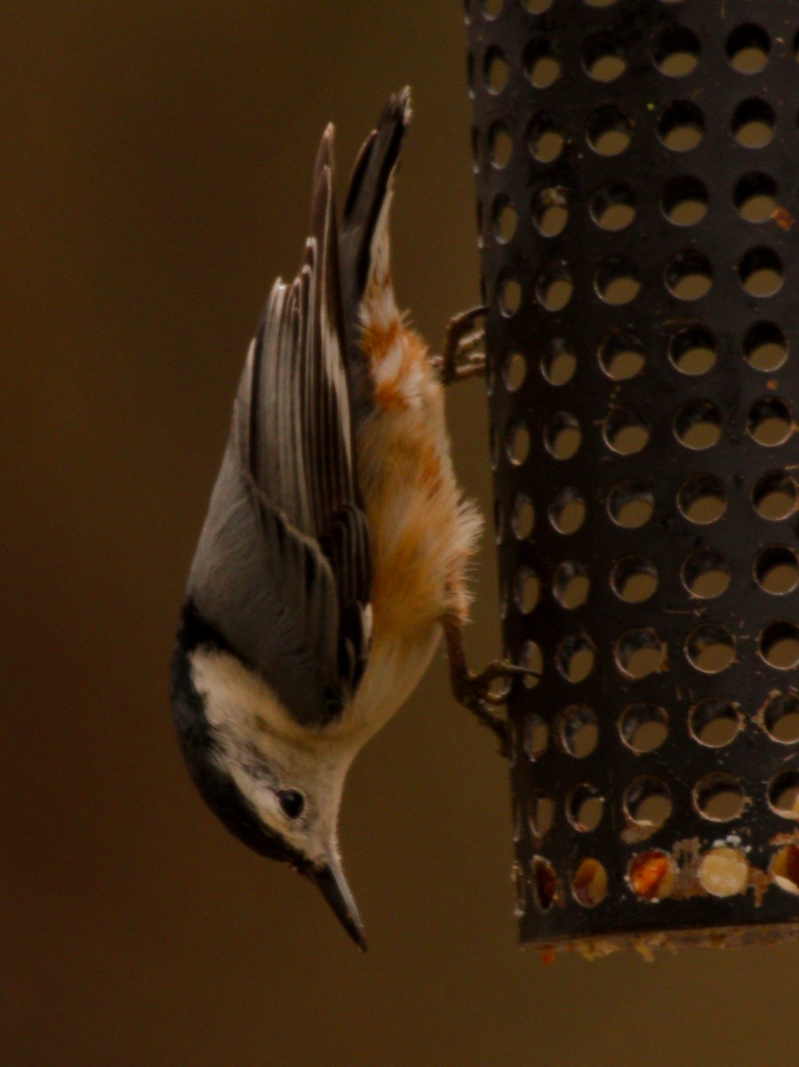 White-breasted Nuthatch - ML549720961