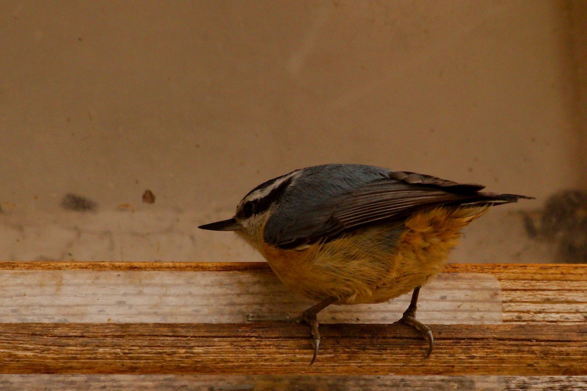 Red-breasted Nuthatch - ML549721031