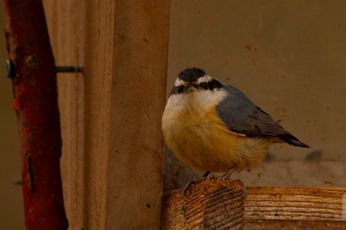 Red-breasted Nuthatch - ML549721041